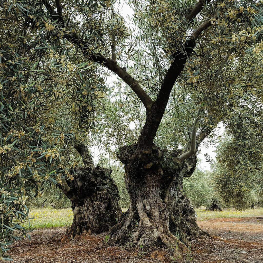 Fotografía de un olivo